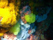 Diving Corsica