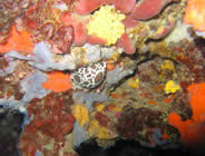 Diving Corsica